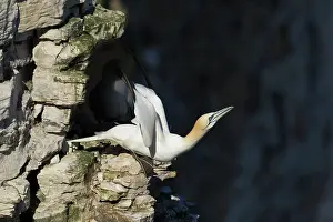 Bempton: Gannet