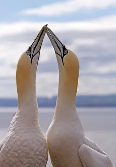 Kisses: Gannet