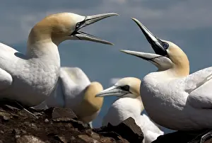 Squabbling: Gannet
