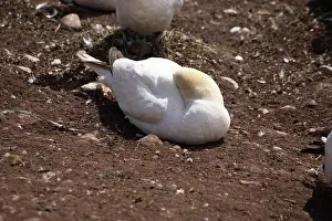 Gannets: Gannet Asleep