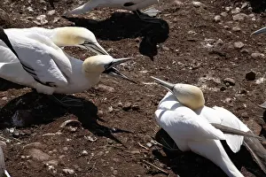 Gannets: Gannet Birds Fighting