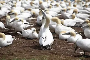 Fencing: Gannet Birds Showing Fencing Behavior