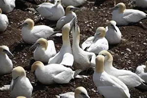 Gannets: Gannet Birds Showing Fencing Behavior