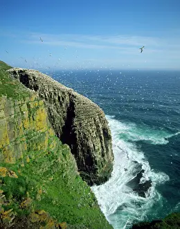 Headland: GANNET COLONY