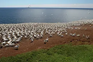 Bonaventure: Gannet Colony