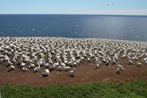 Bonaventure: Gannet Colony