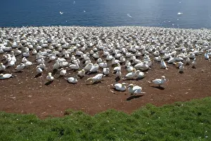Bonaventure: Gannet Colony