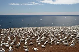 Bonaventure: Gannet Colony