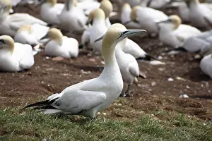 Bonaventure: Gannet Colony