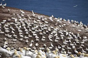 Bonaventure: Gannet Colony