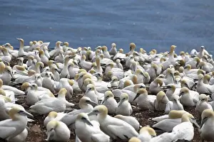 Bonaventure: Gannet Colony