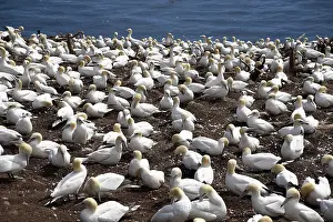 Gannets: Gannet Colony