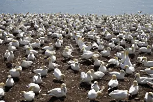 Gannets: Gannet Colony