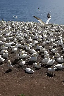 Gannets: Gannet Colony