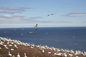 Gannets: Gannet Colony