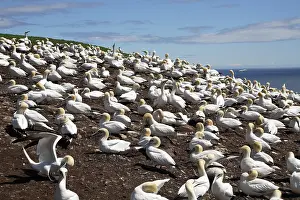 Gannets: Gannet Colony