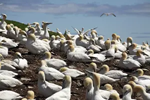 Gannets: Gannet Colony