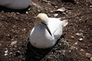 Gannets: Gannet Colony