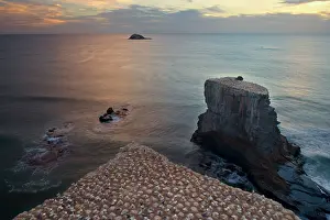 Muriwai: Gannet Colony - breeding colony of the Australasian