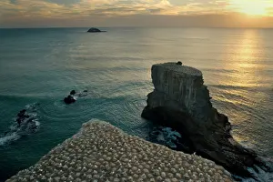 Muriwai: Gannet Colony - breeding colony of the Australasian