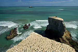 Muriwai: Gannet Colony - breeding colony of the Australasian