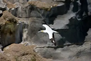 Serrator: Gannet - in flight