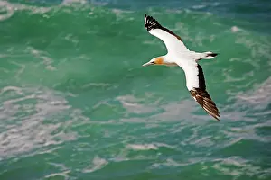 Serrator: Gannet - in flight