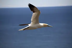 Bonaventure: Gannet in Flight