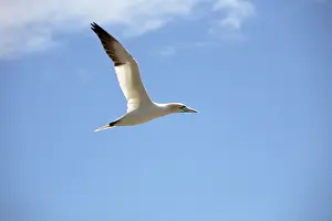 Gannets: Gannet In Flight