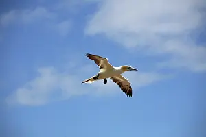 Gannets: Gannet In Flight