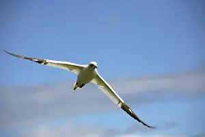 Gannets: Gannet In Flight