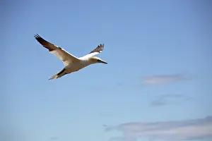 Gannets: Gannet In Flight