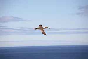 Gannets: Gannet In Flight