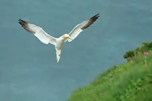 Gannet: Gannet - in flight coming into land on cliffs - May