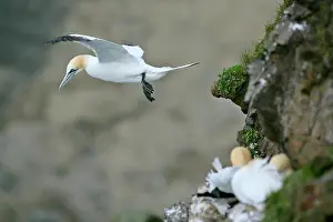 Departing: Gannet - in flight departing from breeding colony