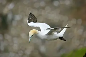 Departing: Gannet - in flight departing from breeding colony