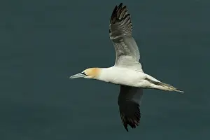 Gannet: Gannet - in flight - May