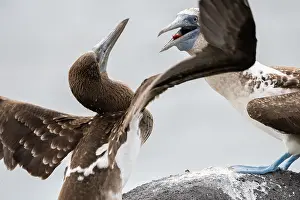 Gannet: Gannet Galapagos