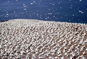 Katie Urry: GANNET - Grassholm Gannetry