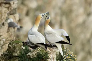 Greeting: Gannet - greeting each other - May