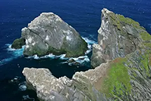Hermaness: Gannet - jagged cliffs and rocks of Hermaness Nature