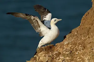 Gannet: Gannet - juvenile spreading wings after preening - June
