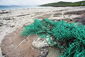 Morus: Gannet (Morus bassanus), dead after being tangled