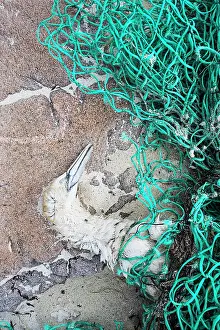 Morus: Gannet (Morus bassanus), dead after being tangled