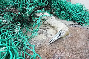Morus: Gannet (Morus bassanus), dead after being tangled