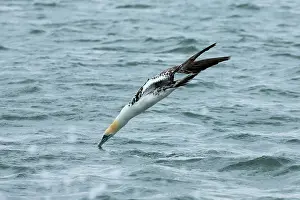 Morus: Gannet (Morus bassanus) diving into the North Sea
