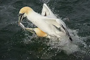 Morus: Gannet (Morus bassanus) fighting over a fish