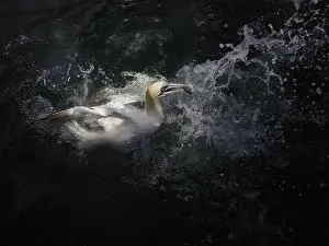 Morus: A Gannet (Morus bassanus) fishes off the coast of