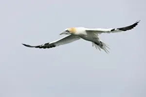 Morus: Gannet (Morus bassanus) in flight over the North Sea