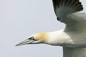 Morus: Gannet (Morus bassanus) in flight over the North Sea